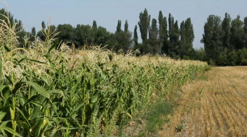 Cornfield 7 Stock Footage 859556