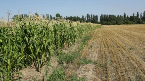 Cornfield 8 Video stock 859560