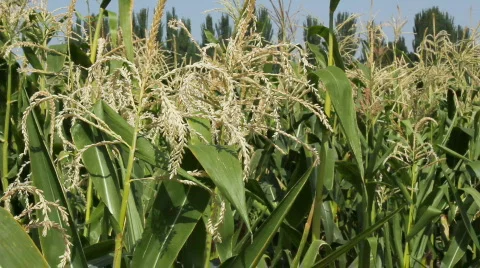 Cornfield 9 Stock Footage 859559