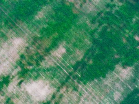 Cornfield from above. Corn has not risen everywhere Photos