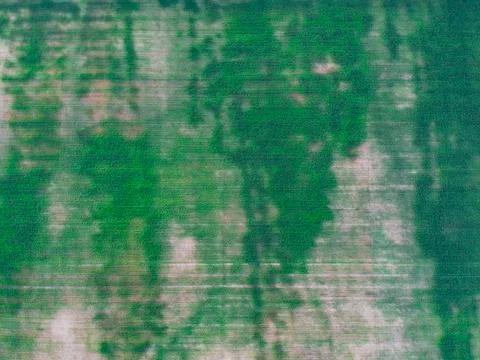 Cornfield from above. Corn has not risen everywhere Stock Photos