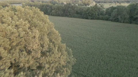 Cornfield from above Stock Footage 194418370