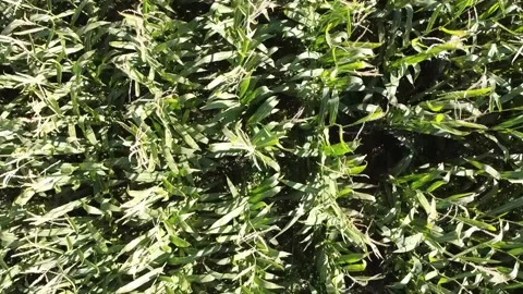 Cornfield from Above 库存影片 282304710