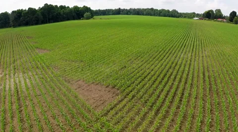 Cornfield Aerial Stock Footage 39841349
