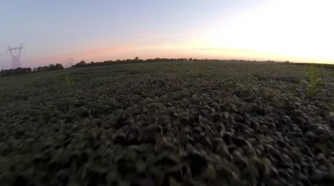 Cornfield Aerial Stock Footage 49130152
