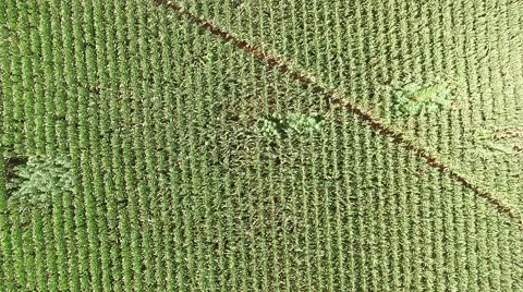 Cornfield aerial nadir view Stock Footage