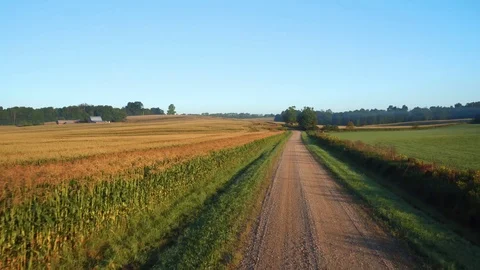 CORNFIELD, AERIAL SHOT, CONTRASTING ROWS OF CORN Stock Footage 114991759