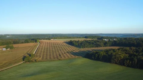 CORNFIELD, AERIAL SHOT, CONTRASTING ROWS OF CORN Stock Footage 114992528