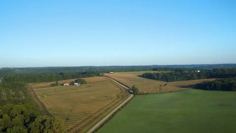CORNFIELD, AERIAL SHOT, CONTRASTING ROWS OF CORN Stock Footage 114992546
