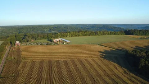 CORNFIELD, AERIAL SHOT, CONTRASTING ROWS OF CORN Stock Footage 114992550
