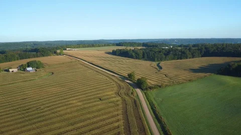 CORNFIELD, AERIAL SHOT, CONTRASTING ROWS OF CORN Stock Footage 114992579
