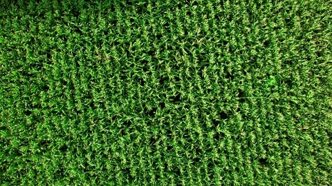 Cornfield Aerial, top view Stock Footage 79277210