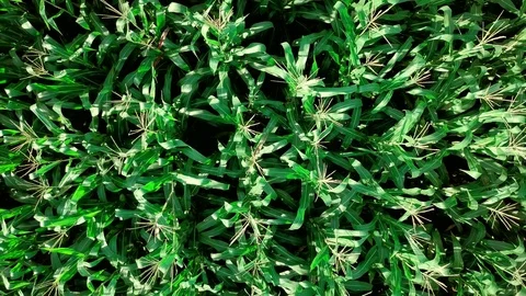 Cornfield Aerial , top view Stock Footage 79277533