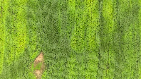 Cornfield Aerial Video Vídeos de archivo 343976627