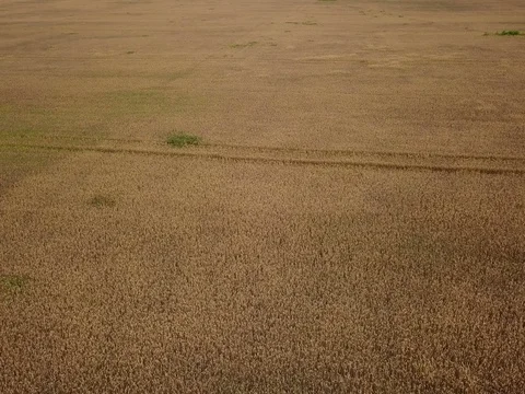 Cornfield aerial view in farm Stock Footage 84861480