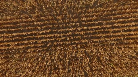 Cornfield aerial view Stock Footage 73837168