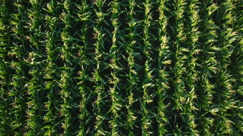 Cornfield - Aerial view Stock Footage 234788164