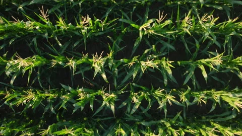 Cornfield - Aerial view Stock Footage 234788191
