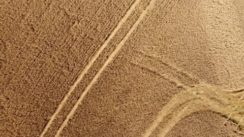 Cornfield - Aerial view straight down Stock Footage 143532847
