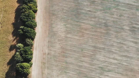 Cornfield aerial view in sunny day. Stock Footage 121356745