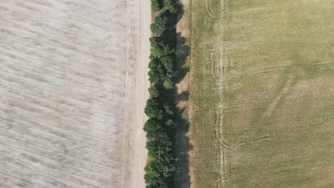 Cornfield aerial view in sunny day. Stock Footage 121785170