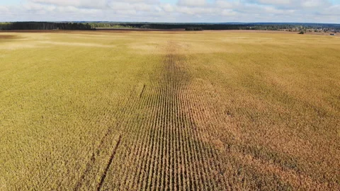 Cornfield aerial view in sunny day. Stock Footage 121785664