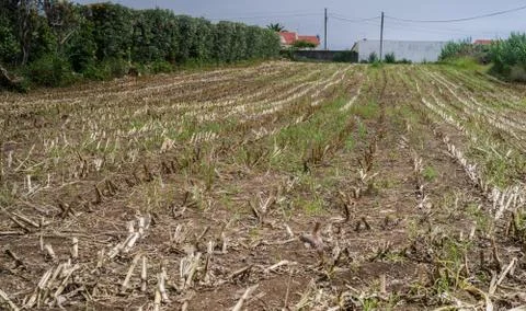 Cornfield after the harvest Foto stock