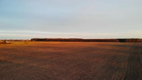 Cornfield, After Harvest with yellow corn stalks Stock Footage 153928274