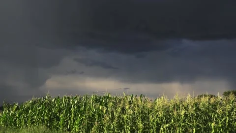 Cornfield Against Dark Rain Clouds Background. Stock Footage 345670168