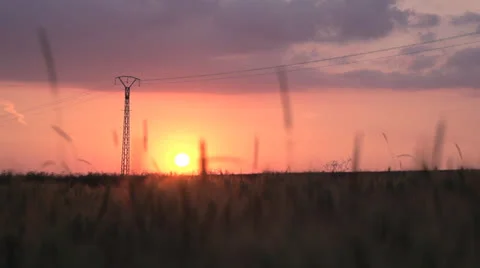 Cornfield agriculture sunset Stock Footage 25604512