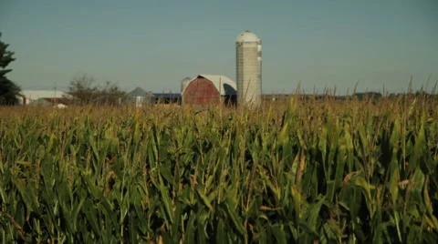 Cornfield and barn with silo in rural America Stock Footage 50085776