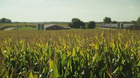 Cornfield and barns with silos in rural Minnesota Stock Footage 50085889