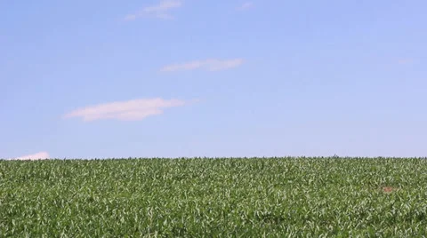 Cornfield and the blue sky Stock Footage 39725346