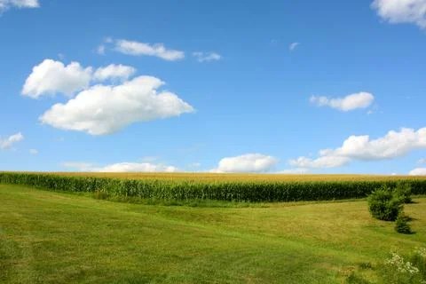 Cornfield and blue sky Stock Photos