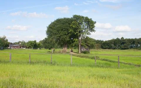 Cornfield and a clear sky Stock Photos