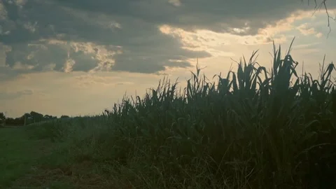 A Cornfield and Cloudy Background Stock Footage 315080973