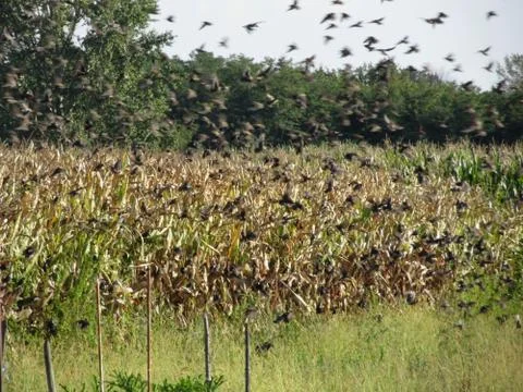 Cornfield and common starlings Stock Photos