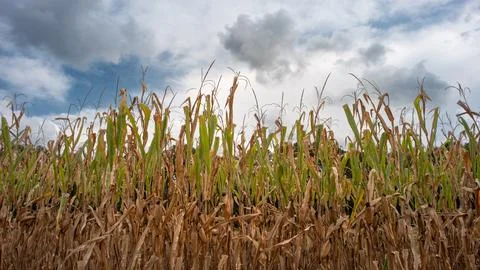 Cornfield and dramatic sky Stock-Fotos