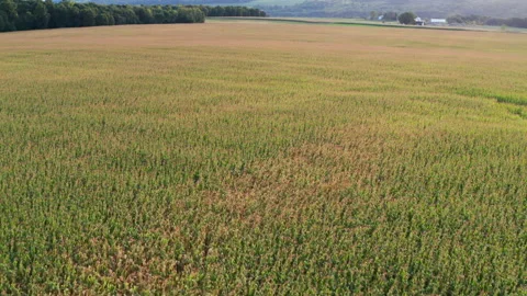 Cornfield and farm at magic hour Stock Footage 140062407