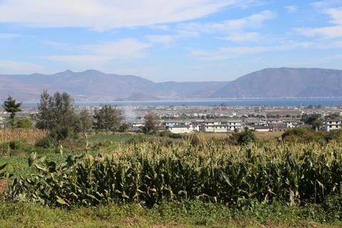 Cornfield and hillside town overlooking a broad lake and mountains Stock-Fotos