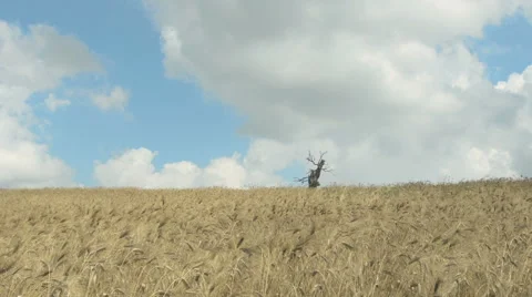  cornfield and sky with clouds: moving wind, wheat, field 動画素材 40297061