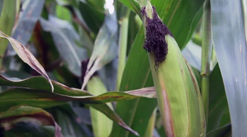 Cornfield and sky in rural Wisconsin Stock Footage 32154530