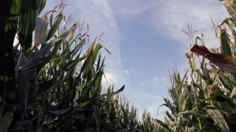 Cornfield and sky in rural Wisconsin Stock Footage 32155253