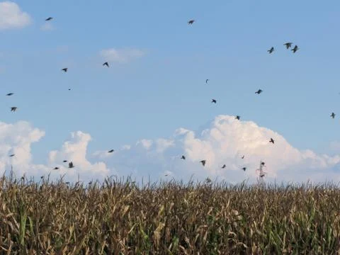 Cornfield and swallows Stock Photos