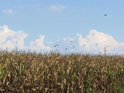 Cornfield and swallows Stock Photos