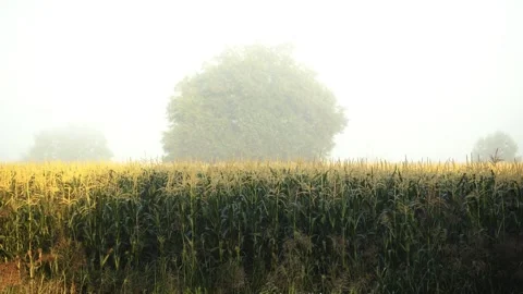 Cornfield and tree - misty magic morning - dreamy look Stockbeeldmateriaal 272619765
