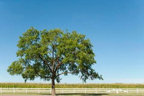 Cornfield and Tree Stock Photos