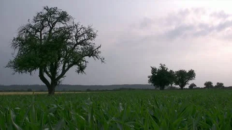 Cornfield and Trees Vidéo 20450472