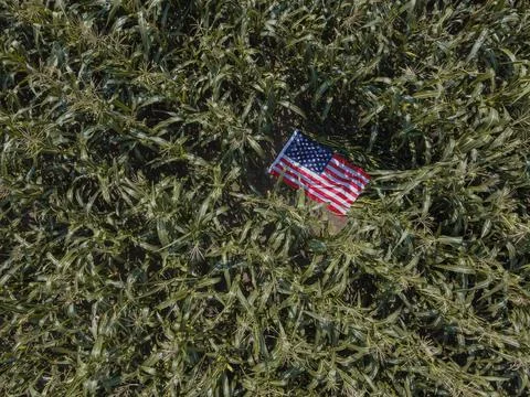 Cornfield and the US flag in the middle. Happy labor day. American Patriotic Stock-Fotos