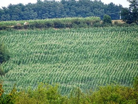 Cornfield in August in Romania Photos
